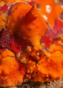 Puget Sound King Crab portrait
Olympic Peninsula, WA, U.... by Tom Radio 